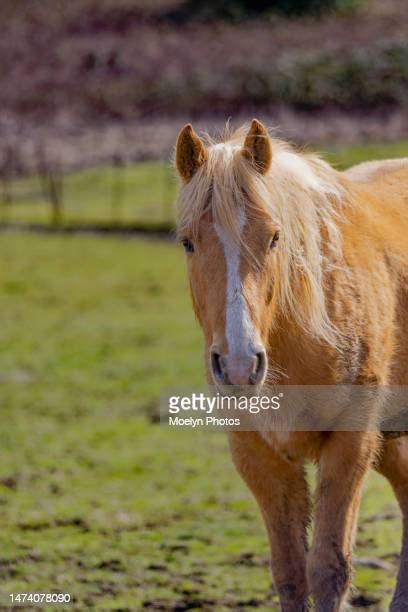 picture of a palomino|960 Horse Palomino Stock Photos & High